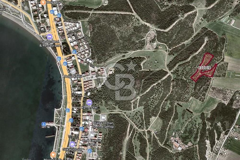 İzmir Aliağa Yalı 9.071 m² Fırsat Satılık Zeytinlik