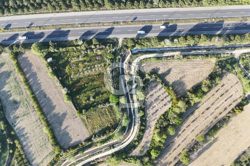 Sarayköy Duacılı 1516 m2 Zeytin ve Meyve Bahçesi