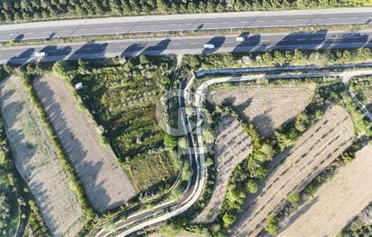 Sarayköy Duacılı 1516 m2 Zeytin ve Meyve Bahçesi