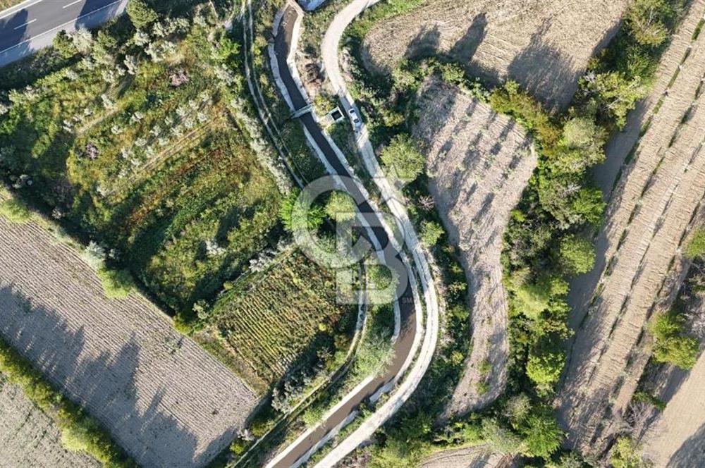 Sarayköy Duacılı 1516 m2 Zeytin ve Meyve Bahçesi