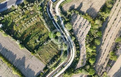 Sarayköy Duacılı 1516 m2 Zeytin ve Meyve Bahçesi