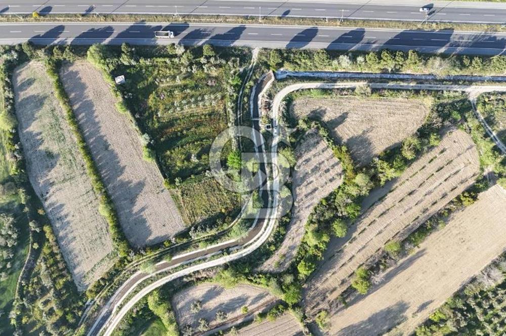 Sarayköy Duacılı 1516 m2 Zeytin ve Meyve Bahçesi