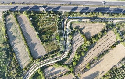 Sarayköy Duacılı 1516 m2 Zeytin ve Meyve Bahçesi