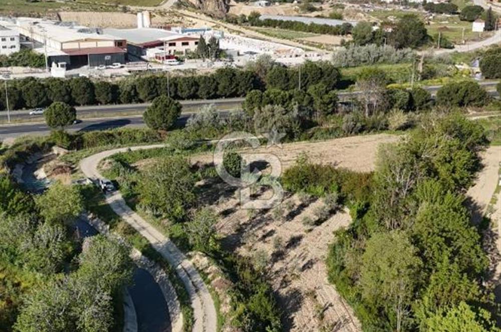 Sarayköy Duacılı 1516 m2 Zeytin ve Meyve Bahçesi