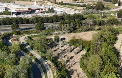 Sarayköy Duacılı 1516 m2 Zeytin ve Meyve Bahçesi