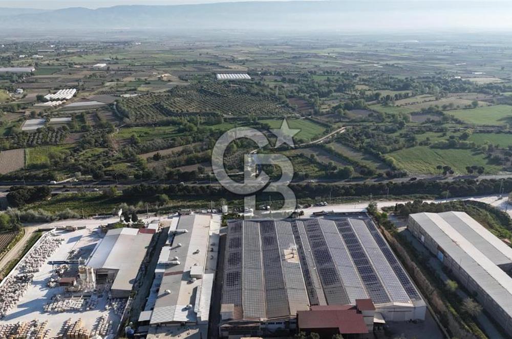 Sarayköy Duacılı 1516 m2 Zeytin ve Meyve Bahçesi