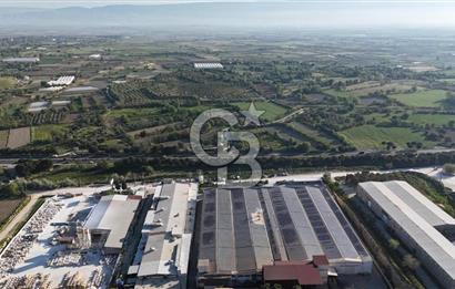 Sarayköy Duacılı 1516 m2 Zeytin ve Meyve Bahçesi