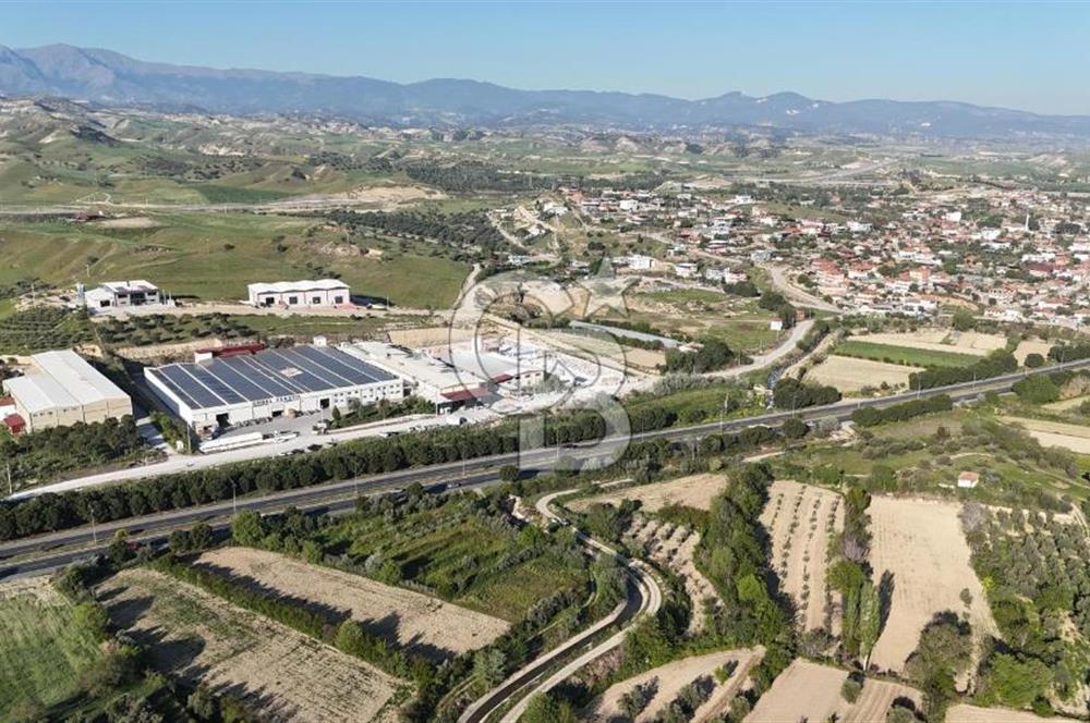 Sarayköy Duacılı 1516 m2 Zeytin ve Meyve Bahçesi