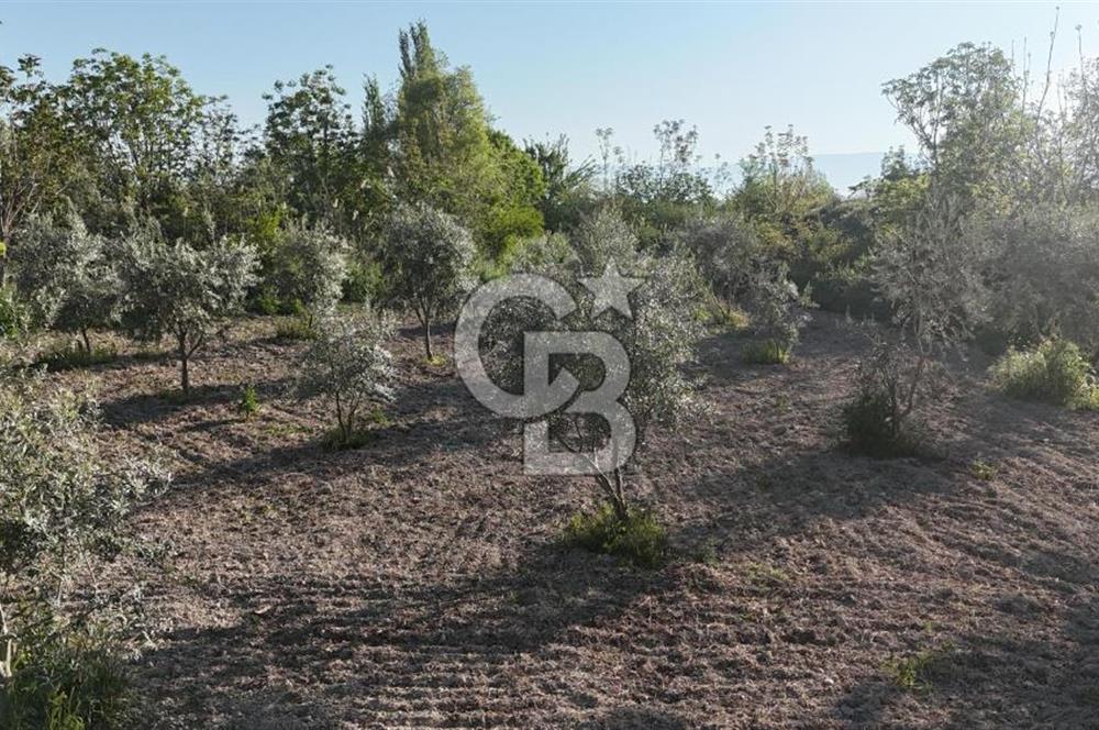 Sarayköy Duacılı 1516 m2 Zeytin ve Meyve Bahçesi