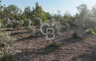 Sarayköy Duacılı 1516 m2 Zeytin ve Meyve Bahçesi