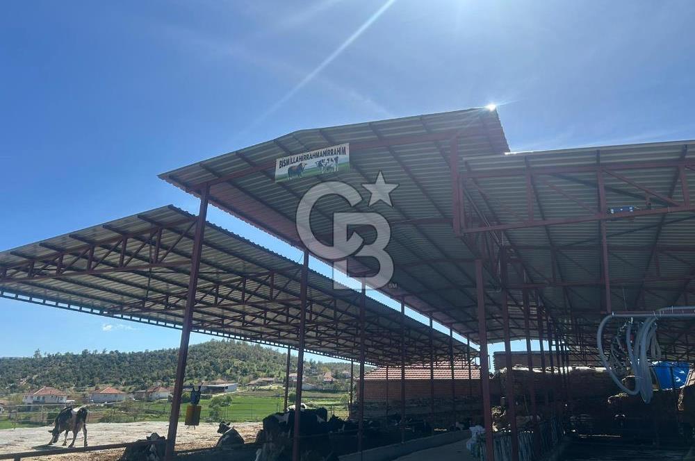 USAK'TA BUYUKBAS HAYVAN BESIHANESI