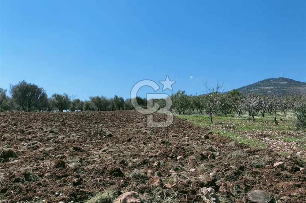 MANİSA ŞEHZADELERDE CB İYA'DAN SATILIK  TARLA