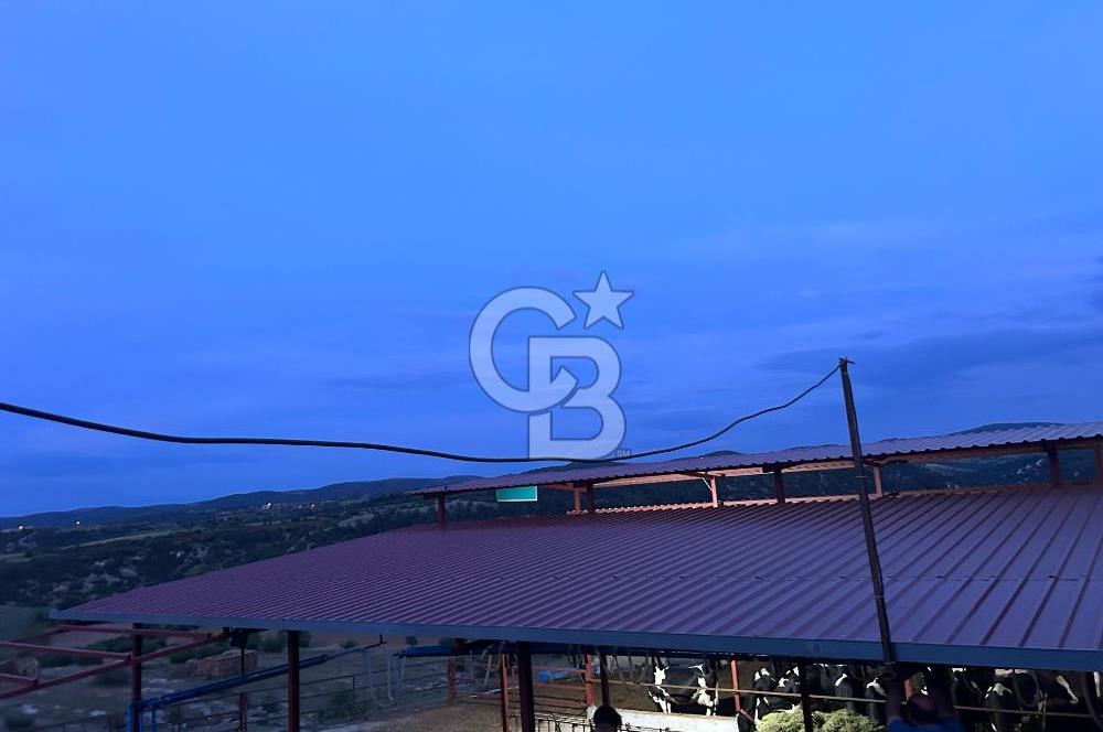 USAK'TA BUYUKBAS HAYVAN BESIHANESI