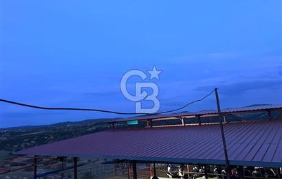 USAK'TA BUYUKBAS HAYVAN BESIHANESI
