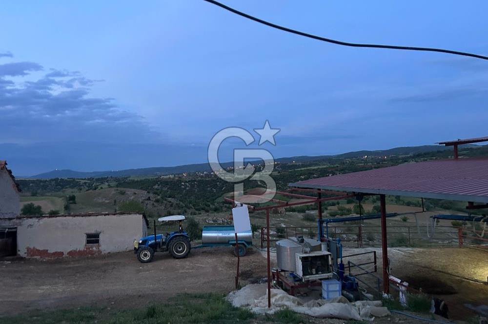 USAK'TA BUYUKBAS HAYVAN BESIHANESI