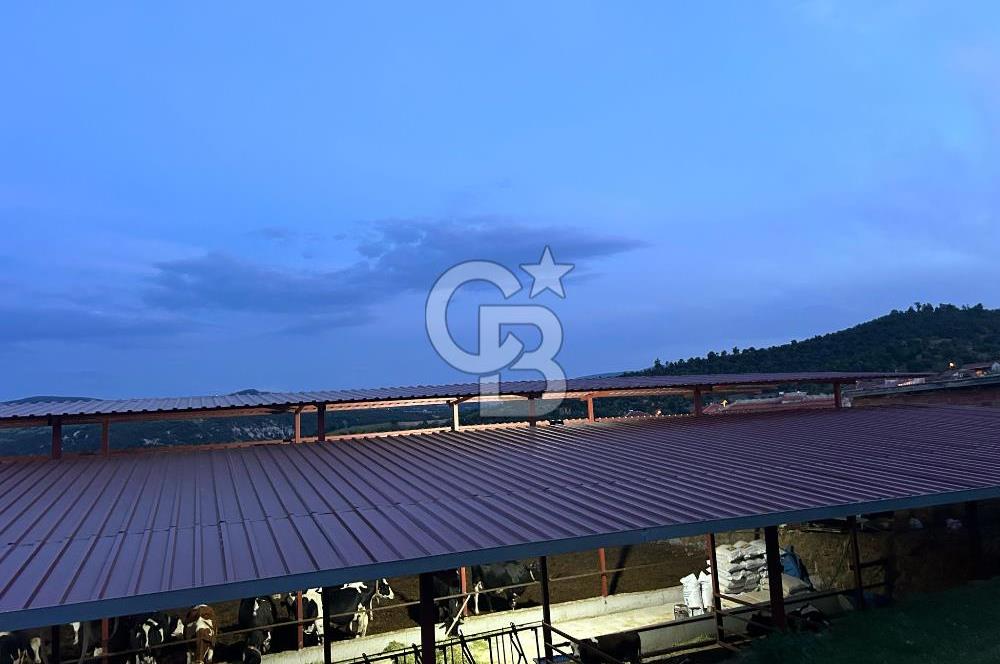USAK'TA BUYUKBAS HAYVAN BESIHANESI