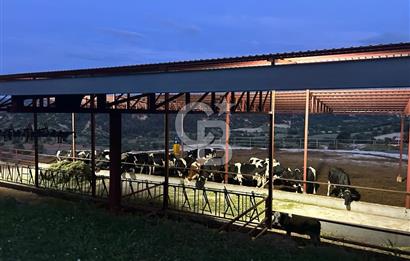 USAK'TA BUYUKBAS HAYVAN BESIHANESI