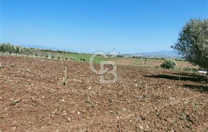 MANİSA ŞEHZADELERDE CB İYA'DAN SATILIK  TARLA