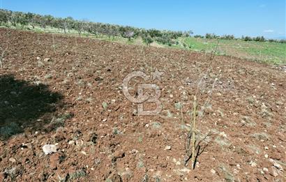 MANİSA ŞEHZADELERDE CB İYA'DAN SATILIK  TARLA