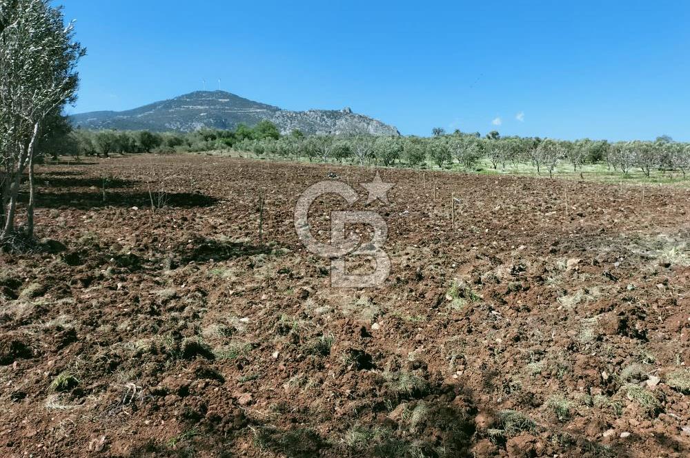 MANİSA ŞEHZADELERDE CB İYA'DAN SATILIK  TARLA
