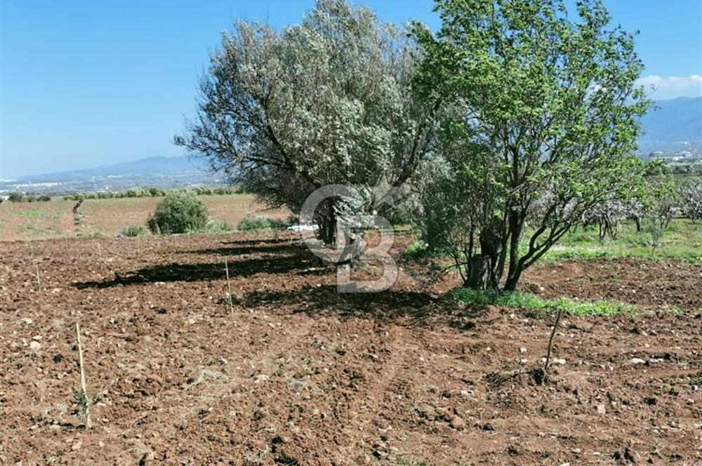 MANİSA ŞEHZADELERDE CB İYA'DAN SATILIK  TARLA