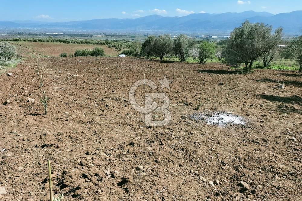MANİSA ŞEHZADELERDE CB İYA'DAN SATILIK  TARLA