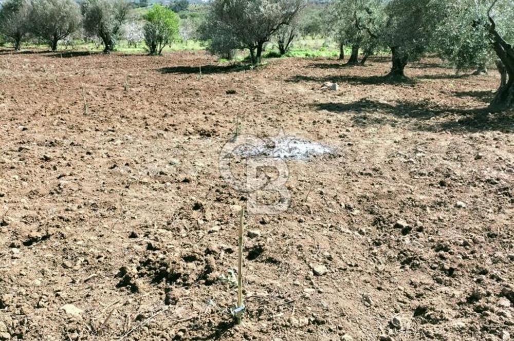 MANİSA ŞEHZADELERDE CB İYA'DAN SATILIK  TARLA