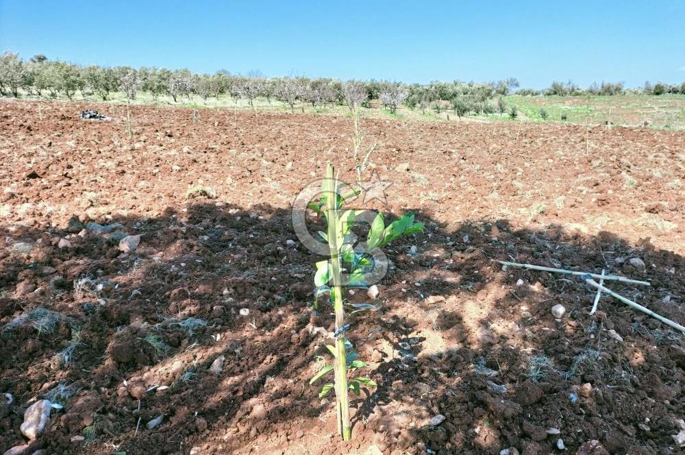 MANİSA ŞEHZADELERDE CB İYA'DAN SATILIK  TARLA