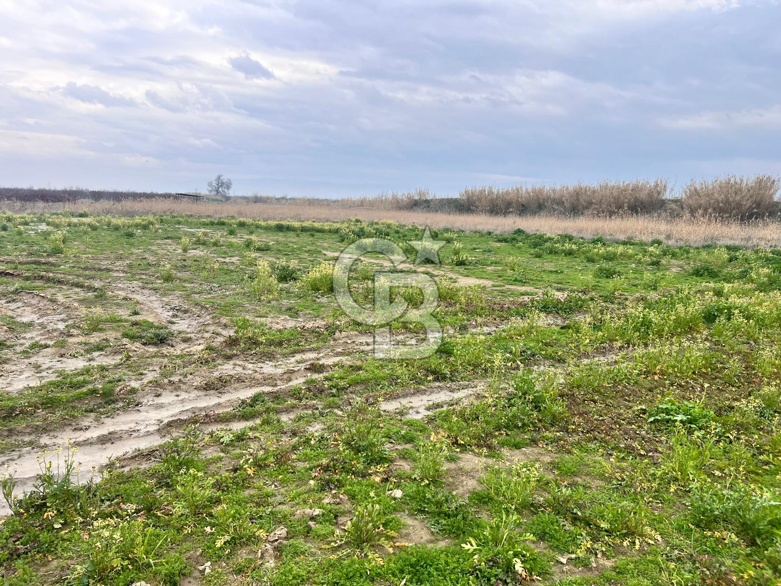 MANİSA ŞEHZADELER KARAOĞLANLI EŞME ALANI MEVKİİNDE BAĞ