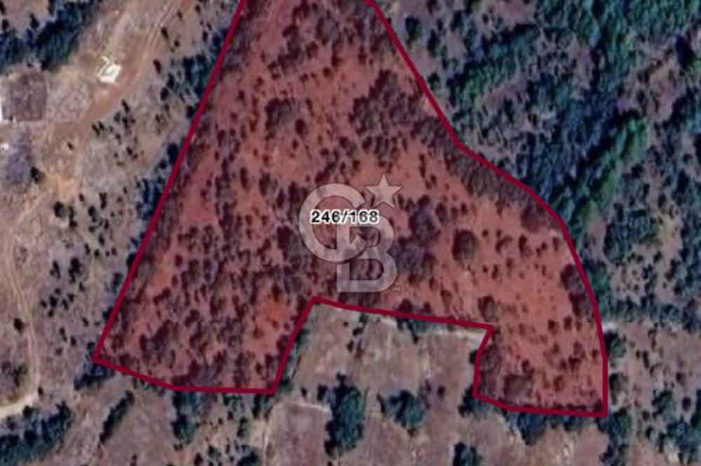 Denizli Bekilli’de Doğanın Kalbinde Tek Tapu Yatırım Fırsatı 