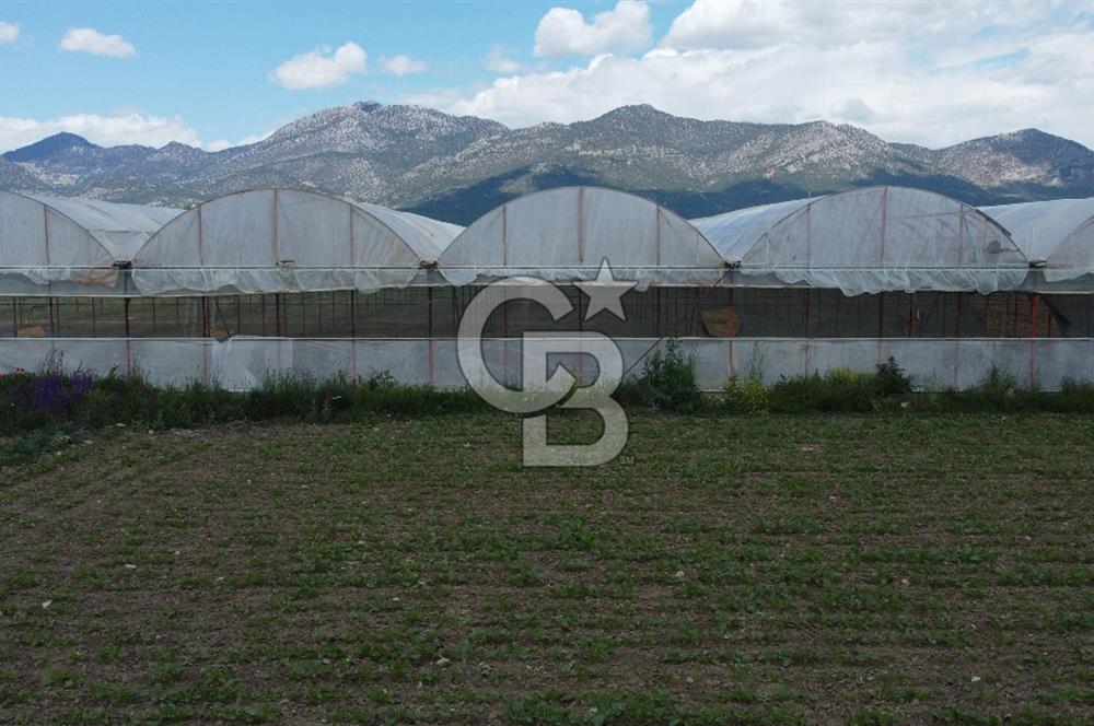 ANTALYA ELMALI ZÜMRÜTOVADA SERA KURULU TARLA