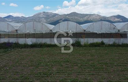 ANTALYA ELMALI ZÜMRÜTOVADA SERA KURULU TARLA