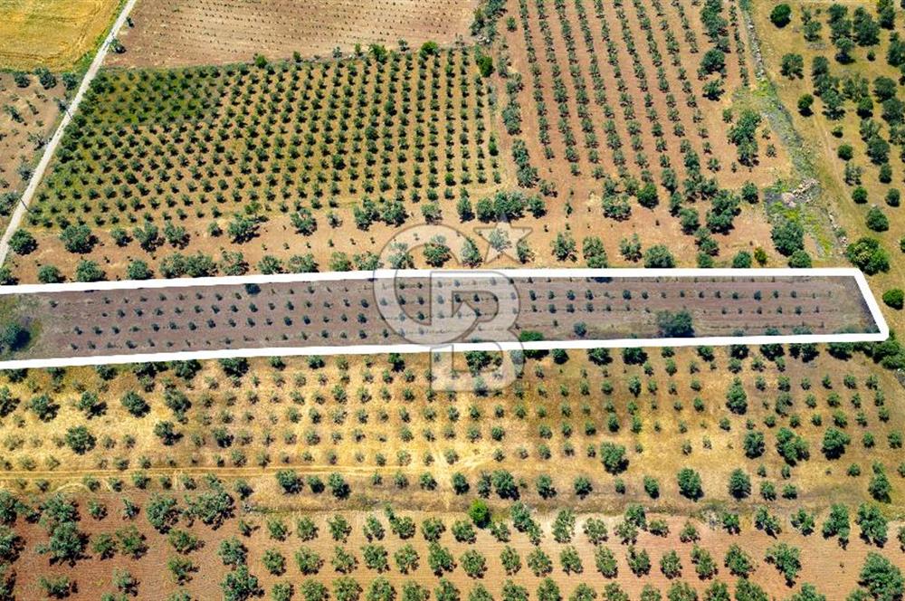 Foça Kocamehmetler'de Satılık Tarla