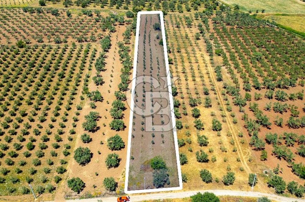 Foça Kocamehmetler'de Satılık Tarla