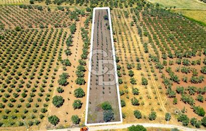 Foça Kocamehmetler'de Satılık Tarla