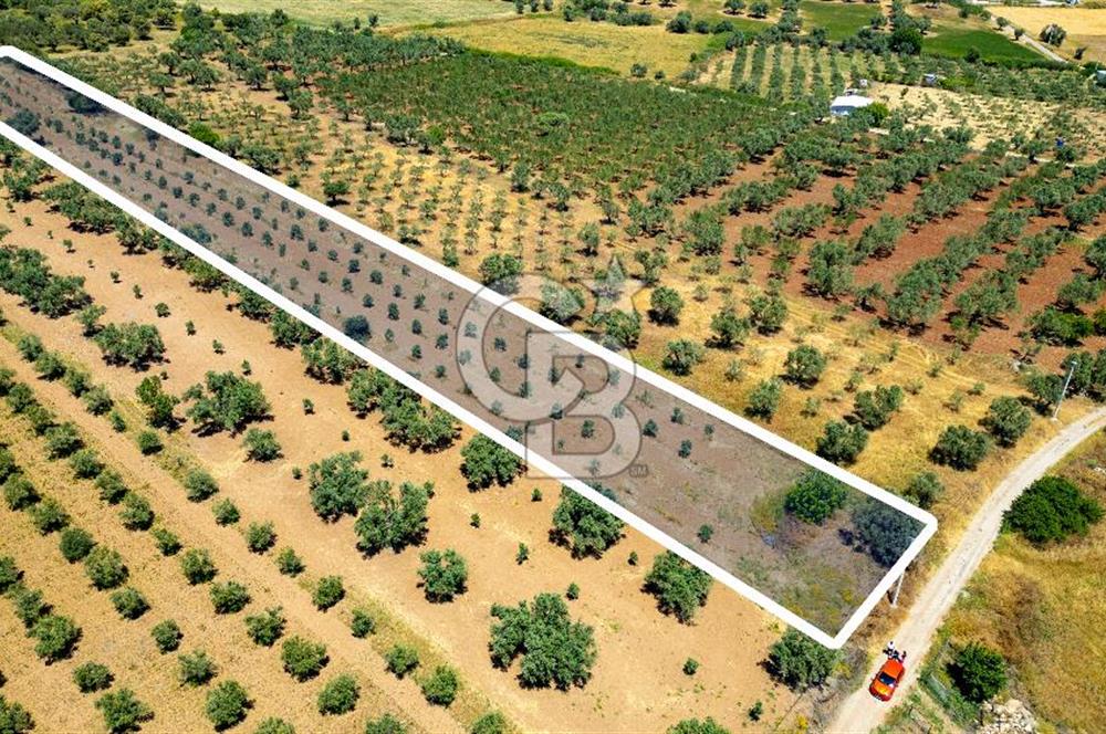 Foça Kocamehmetler'de Satılık Tarla