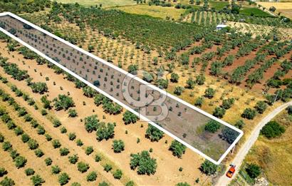 Foça Kocamehmetler'de Satılık Tarla
