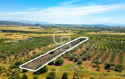 Foça Kocamehmetler'de Satılık Tarla