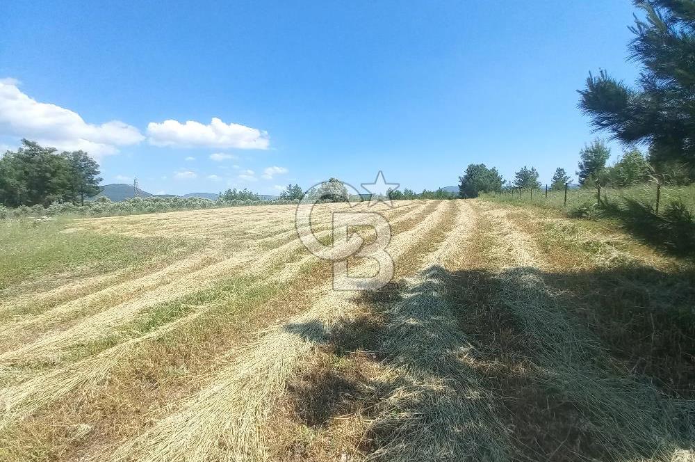 ÇAMKÖY MAH.SATILIK 17.000 m² KUPON TARLA