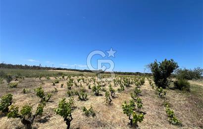 BOZCAADA AMERİKAN ÇEŞMESİ MEVKİ SATILIK BAĞ EVİ