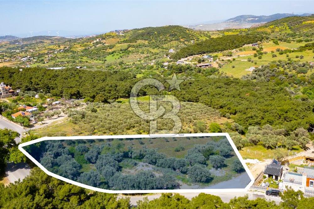 Foça Kozbeyli Ana Yol Üzeri Satılık Tarla