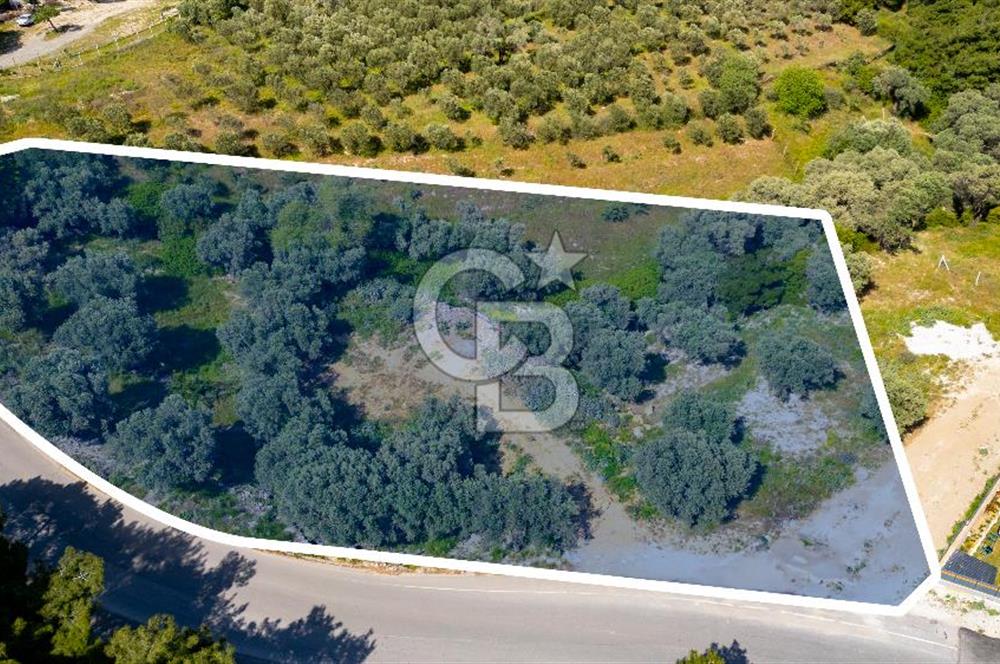 Foça Kozbeyli Ana Yol Üzeri Satılık Tarla