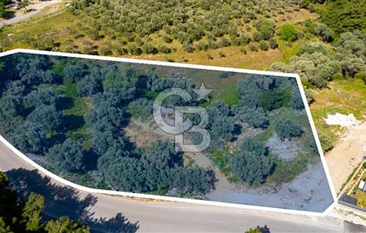 Foça Kozbeyli Ana Yol Üzeri Satılık Tarla