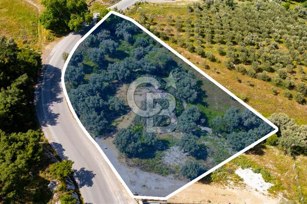 Foça Kozbeyli Ana Yol Üzeri Satılık Tarla