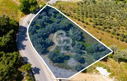 Foça Kozbeyli Ana Yol Üzeri Satılık Tarla