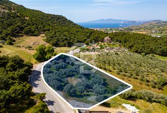 Foça Kozbeyli Ana Yol Üzeri Satılık Tarla