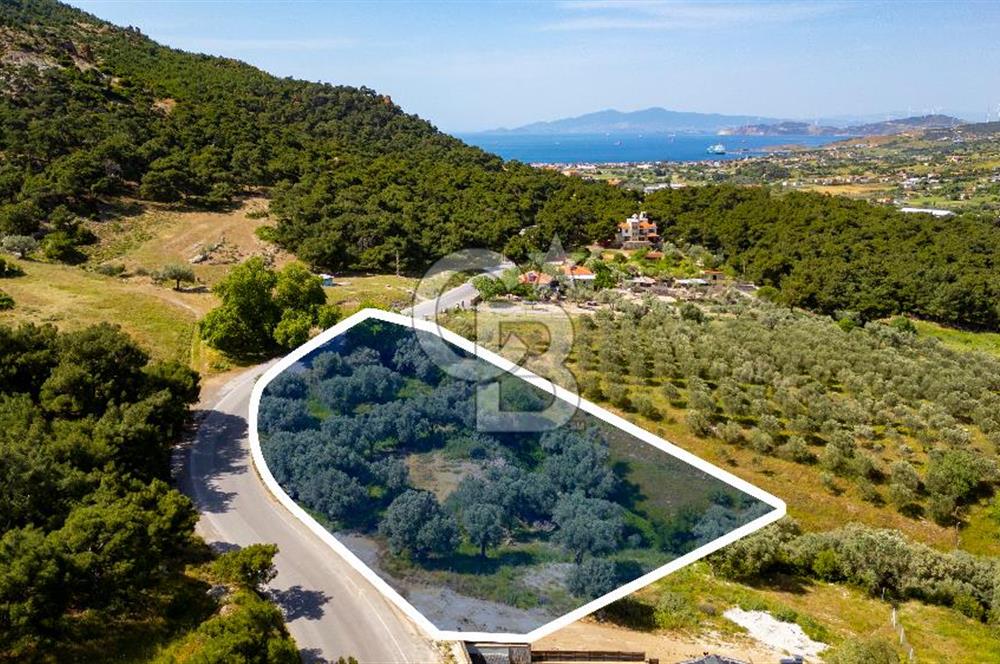 Foça Kozbeyli Ana Yol Üzeri Satılık Tarla