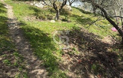 AYDIN KARPUZLU'DA GÖL MANZARALI ZEYTİNLİK