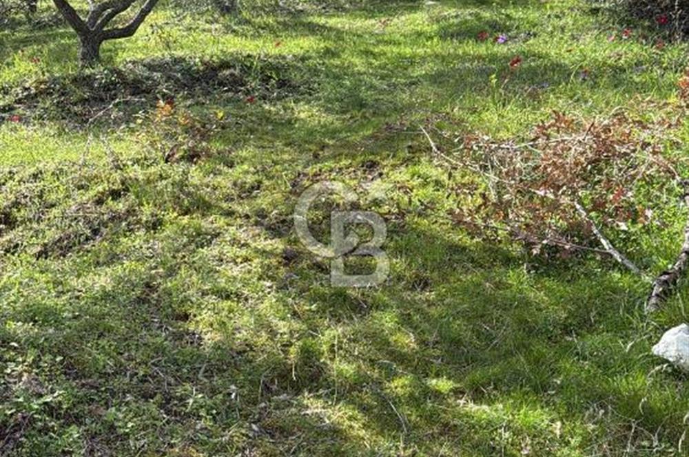 AYDIN KARPUZLU'DA GÖL MANZARALI ZEYTİNLİK