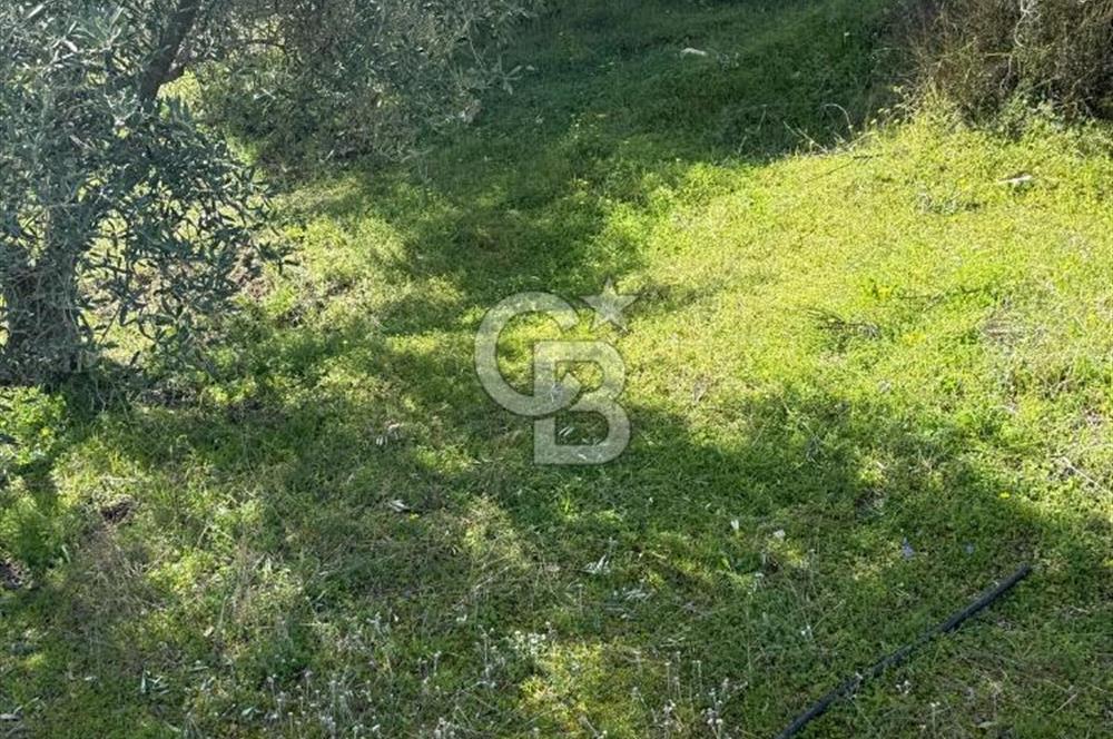 AYDIN KARPUZLU'DA GÖL MANZARALI ZEYTİNLİK